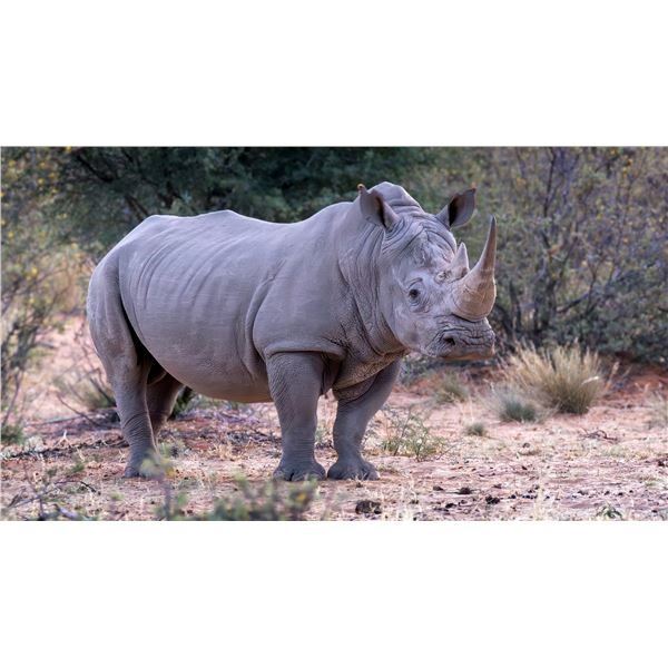 7-day EXPORTABLE White Rhino Hunt for 1 Hunter and 1 Observer
