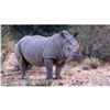 Image 1 : 7-day EXPORTABLE White Rhino Hunt for 1 Hunter and 1 Observer