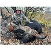 Image 1 : 5-Day Cow Cape Buffalo Hunt for 1 hunter and 1 non hunter