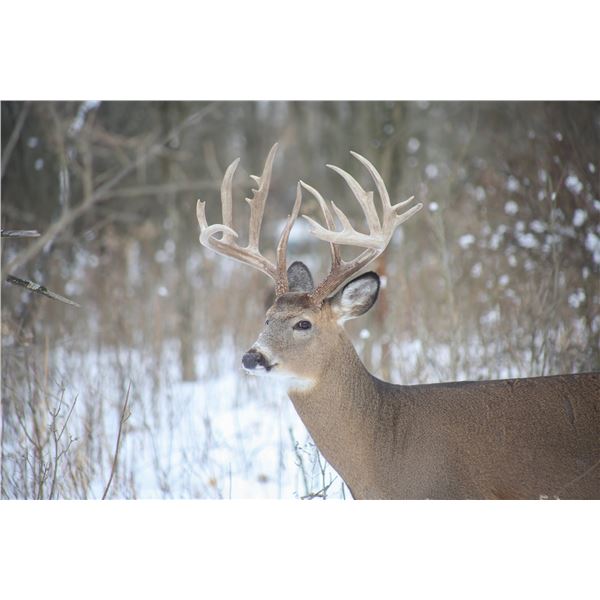 3-Day Brown Whitetail Deer Hunt up to 180" SCI for 1 Hunter (1x1) &1 non-hunter w shoulder mount