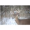 Image 1 : 3-Day Brown Whitetail Deer Hunt up to 180" SCI for 1 Hunter (1x1) &1 non-hunter w shoulder mount