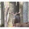 Image 2 : 3-Day Brown Whitetail Deer Hunt up to 180" SCI for 1 Hunter (1x1) &1 non-hunter w shoulder mount
