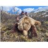 Image 2 : 10-Day Interior Grizzly Bear Hunt; and includes opportunity for 2 Black Bear and Wolfs