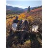 Image 2 : 9-Day Yukon Moose Hunt;  Fully guided 1 on 1.  Black Bear and Wolf included.
