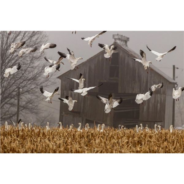 Arkansas Snow Goose Hunt for 2 Hunters (No Limit)