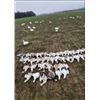Image 2 : Arkansas Snow Goose Hunt for 2 Hunters (No Limit)