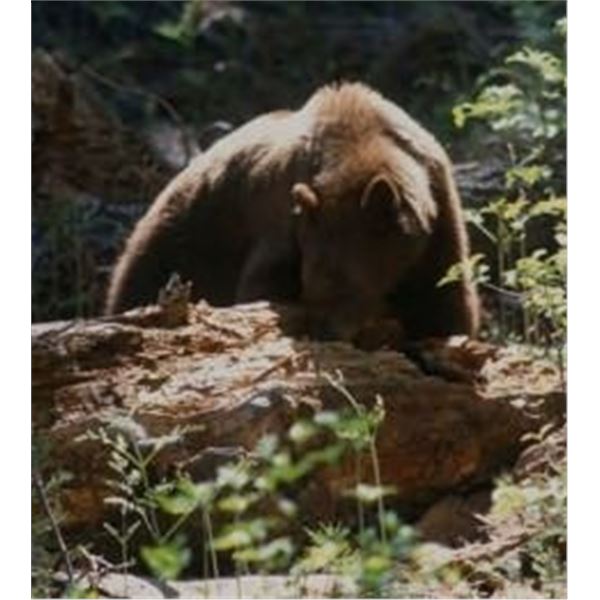 3-Day Northern California Coastal (Pacific) Black Bear Hunt for 1 Hunter