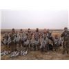 Image 1 : Sandhill Cranes & Lesser Canadas in Texas for Two Hunters