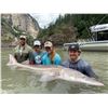 Image 2 : 9th Annual Jurassic Classic Sturgeon Fishing Tourney on Frasier River in Beautiful BC!!