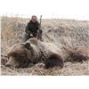 Image 2 : 9-Day Alaska Brown/Grizzly Bear, Black Bear, and Wolf Combo Hunt for One Hunter