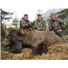 Image 3 : 9-Day Alaska Brown/Grizzly Bear, Black Bear, and Wolf Combo Hunt for One Hunter