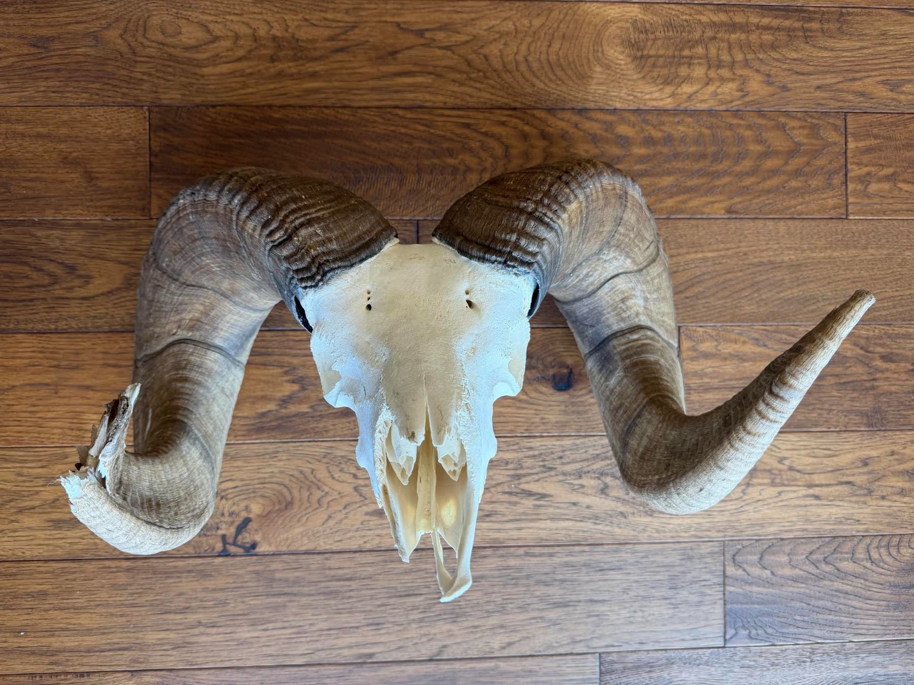Trophy Bighorn Sheep Skull South Dakota Department Of Game Fish And trophy-bighorn-sheep-skull-south-dakota-department-of-game-fish-and