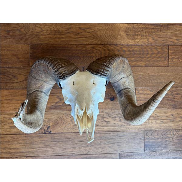 Trophy Bighorn Sheep Skull – South Dakota Department of Game, Fish and Parks