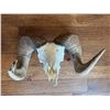 Image 1 : Trophy Bighorn Sheep Skull – South Dakota Department of Game, Fish and Parks