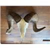 Image 2 : Trophy Bighorn Sheep Skull – South Dakota Department of Game, Fish and Parks