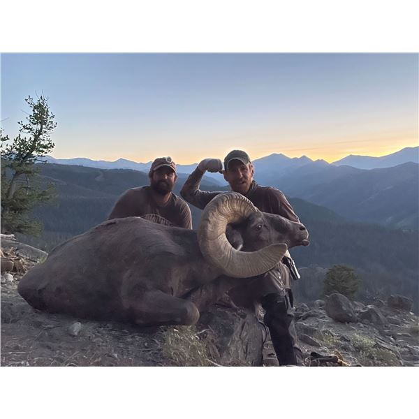 WYOMING ROCKY MOUNTAIN BIGHORN SHEEP LICENSE