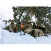 Image 2 : WYOMING ROCKY MOUNTAIN BIGHORN SHEEP LICENSE