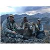 Image 3 : WYOMING ROCKY MOUNTAIN BIGHORN SHEEP LICENSE