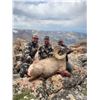 Image 5 : WYOMING ROCKY MOUNTAIN BIGHORN SHEEP LICENSE
