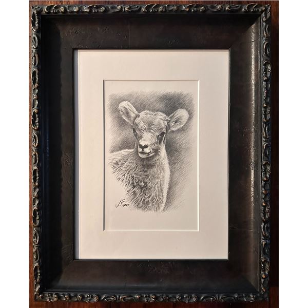 Joshua Spies Fine Artwork – Original Bighorn Sheep Lamb