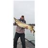 Image 6 : World-Class Musky Fishing on the Legendary “Big Chip” w/beautiful Cabin/Home for u