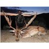 Image 4 : Spain Combination Hunt - 4 Days/3 Nights - La Espadella Hunting Adventures