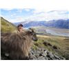 Image 1 : New Zealand Tahr Hunt - Southern Mountain Adventures