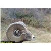 Image 3 : 2026 NORTH DAKOTA ROCKY MOUNTAIN BIGHORN SHEEP LICENSE – ND G&FD