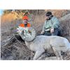 Image 4 : 2026 NORTH DAKOTA ROCKY MOUNTAIN BIGHORN SHEEP LICENSE – ND G&FD