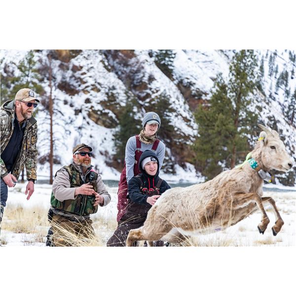 Bighorn Sheep Conservation Capture in Idaho for Two People