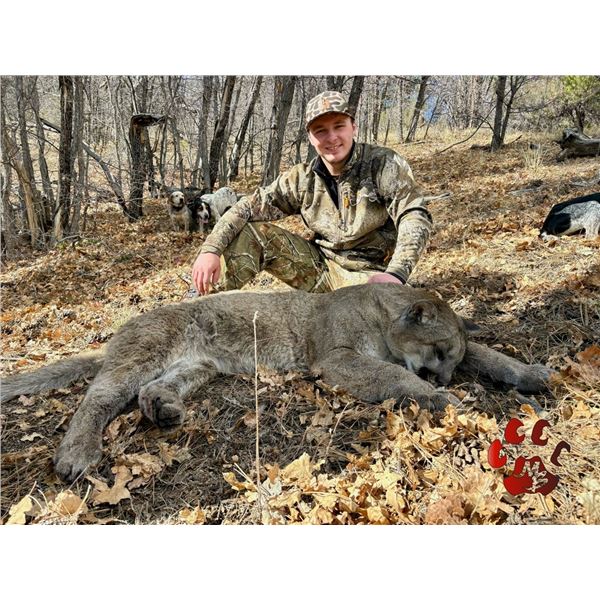Mountain Lion Hunt in Arizona or Utah with Mossback Guides & Outfitters