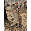 Image 2 : Mountain Lion Hunt in Arizona or Utah with Mossback Guides & Outfitters