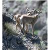 Image 8 : FDB Nevada Waterhole Project – Commemorative Tribute