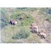 Image 1 : RM BIGHORN SHEEP PERMIT - THREE AFFILIATED TRIBES FISH & WILDLIFE DIVISION