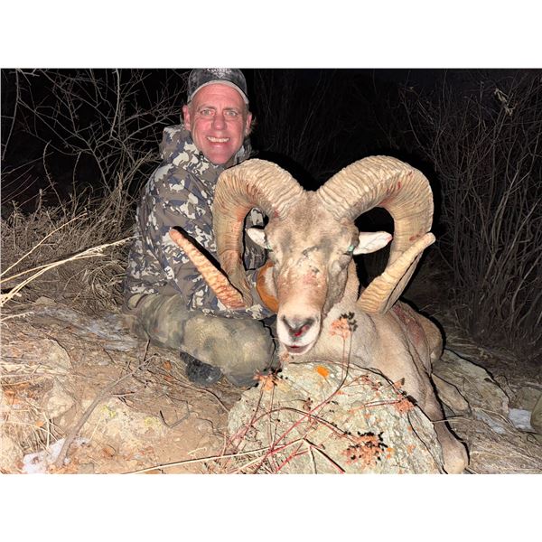 Severtzov Argali in Uzbekistan for 7 Days