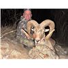 Image 1 : Severtzov Argali in Uzbekistan for 7 Days