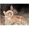 Image 2 : Severtzov Argali in Uzbekistan for 7 Days