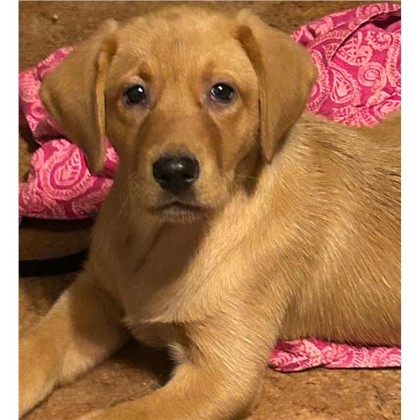 Yellow Labrador Retriever Puppy – Piddle Creek Kennels & Yellow River Game Farm
