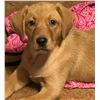 Image 1 : Yellow Labrador Retriever Puppy – Piddle Creek Kennels & Yellow River Game Farm