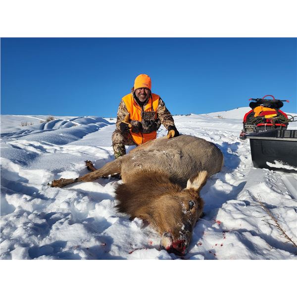 Cow Elk Hunt in Utah for 1 Hunter - Lickity Split Outfitters