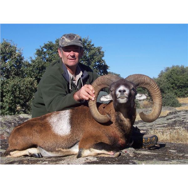 Trophy Mouflon Sheep or Fallow Deer or Roe Deer in Spain