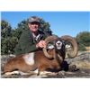 Image 1 : Trophy Mouflon Sheep or Fallow Deer or Roe Deer in Spain