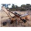 Image 3 : Trophy Mouflon Sheep or Fallow Deer or Roe Deer in Spain