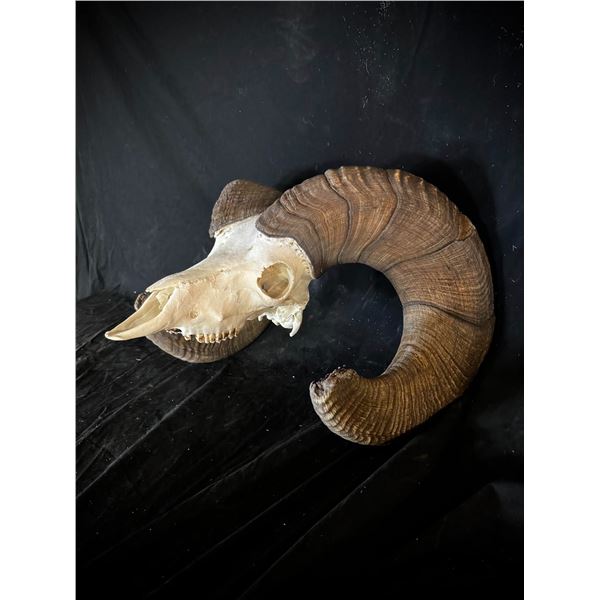 North Dakota State Record Bighorn Sheep Replica