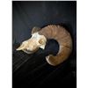Image 1 : North Dakota State Record Bighorn Sheep Replica