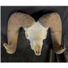 Image 2 : North Dakota State Record Bighorn Sheep Replica