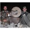 Image 3 : North Dakota State Record Bighorn Sheep Replica