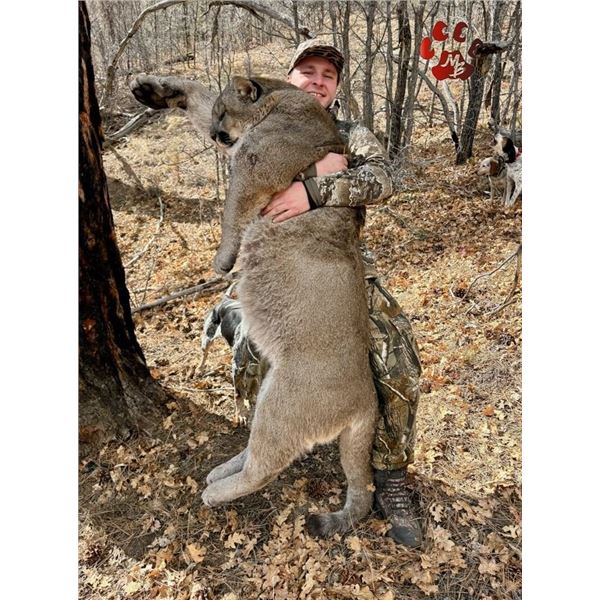 Mountain Lion Hunt in Arizona or Utah with Mossback Guides & Outfitters