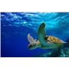 Image 7 : Beautiful Barbados Vacation for 5 Nights for 4 people