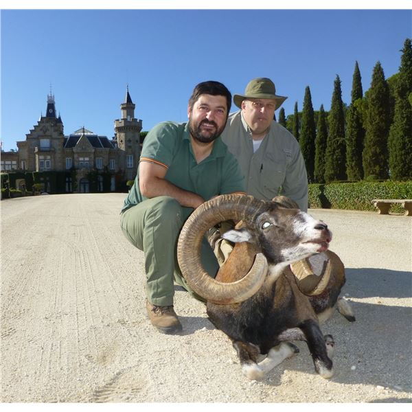 Mouflon Sheep Hunt in Spain -  Giuseppe & Curro Carrizosa